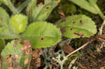 Common gypsyweed